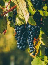 bando per le imprese vitivinicole del territorio
