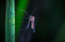 Progetto di lotta alle zanzare