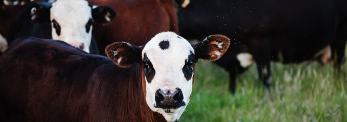 servizio veterinario ausl